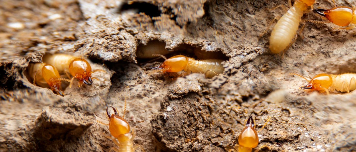 En Bogotá y la Sabana de Cundinamarca, estas plagas son frecuentes debido a la humedad y el uso de materiales de madera en puertas, techos y muebles.