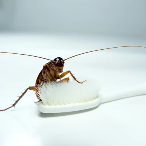 Somos expertos en control de cucarachas en viviendas y empresas en Bogotá y Cundinamarca