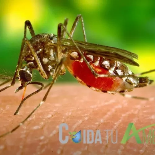 Control de moscas y zancudos en Bogotá y Cundinamarca